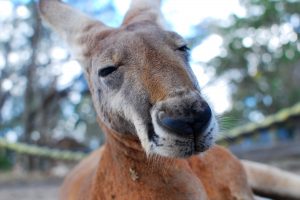 Kangaroo up close
