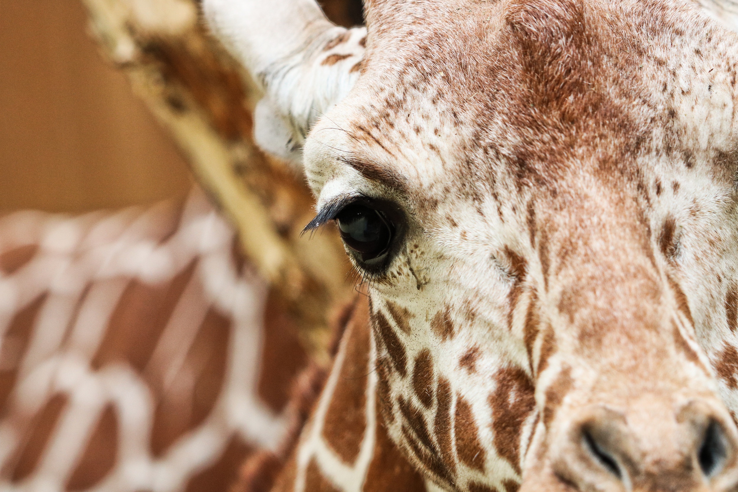 Giraffe close-up