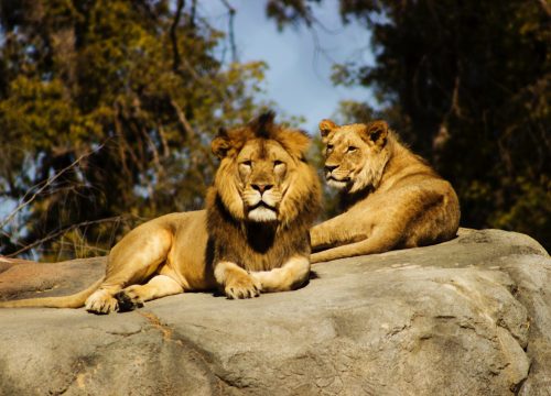 lion and lioness on a rock