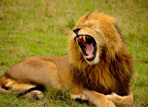 yawning lion