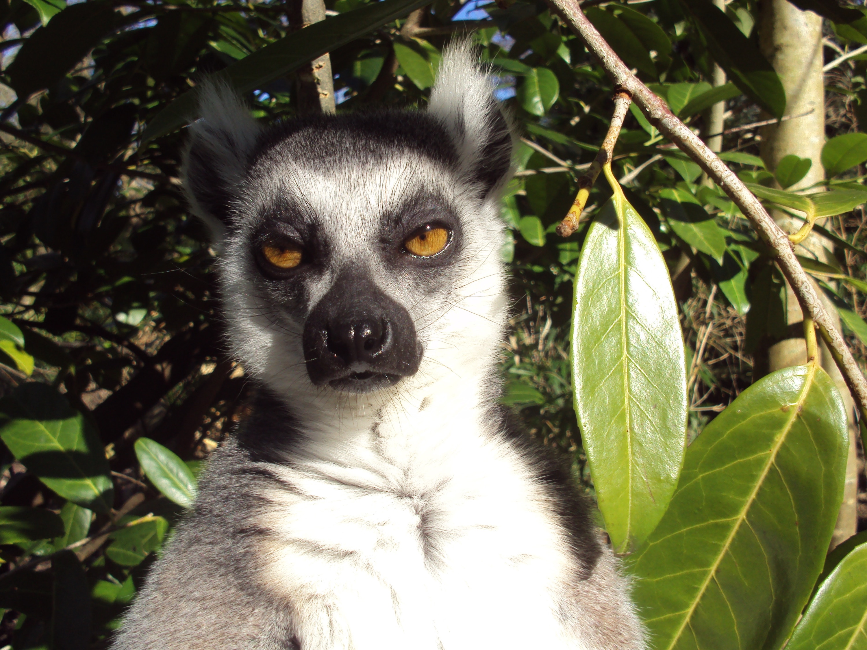 Lemur