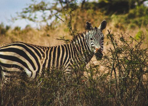 A zebra