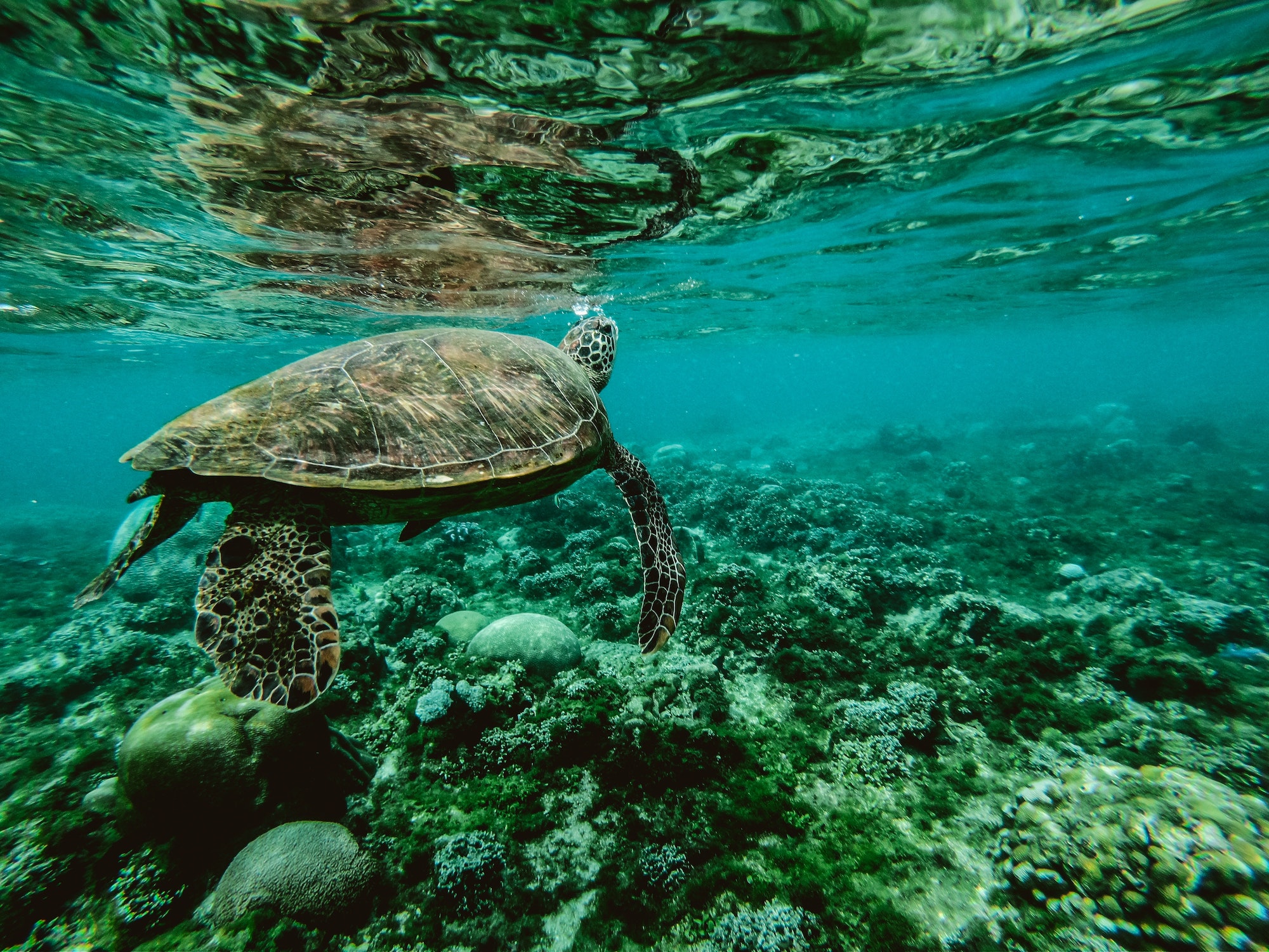 Turtle in the ocean