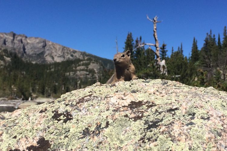 chipmunk in Estes Park