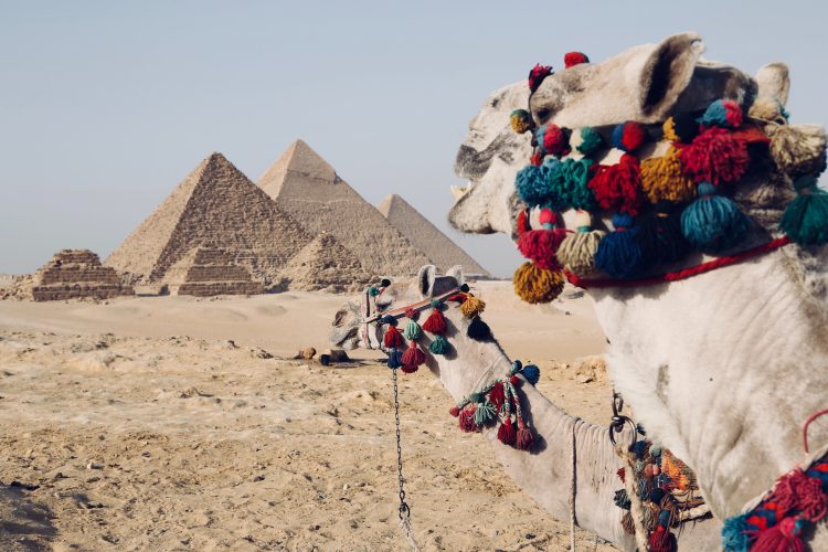 Camels by the pyramids in Giza