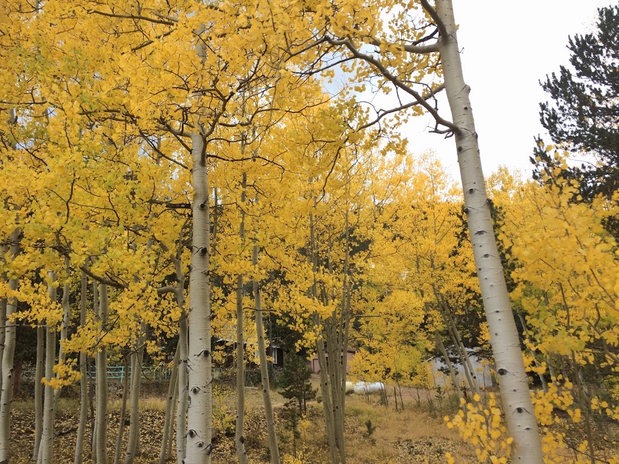 aspen trees