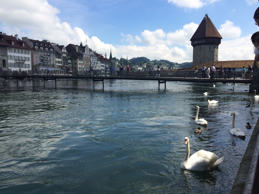 Swans in Lucerne