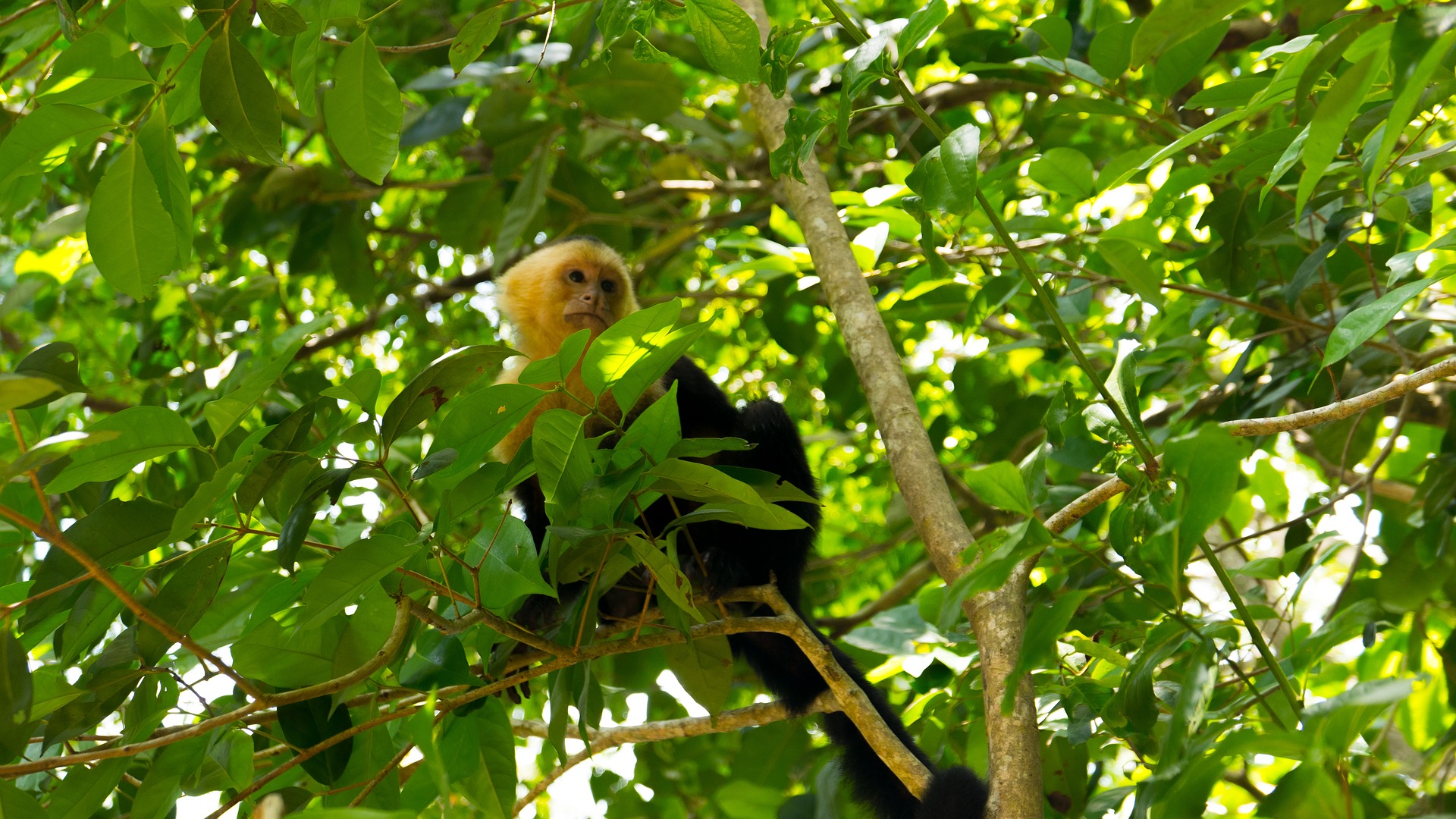 Capuchin monkey in tree