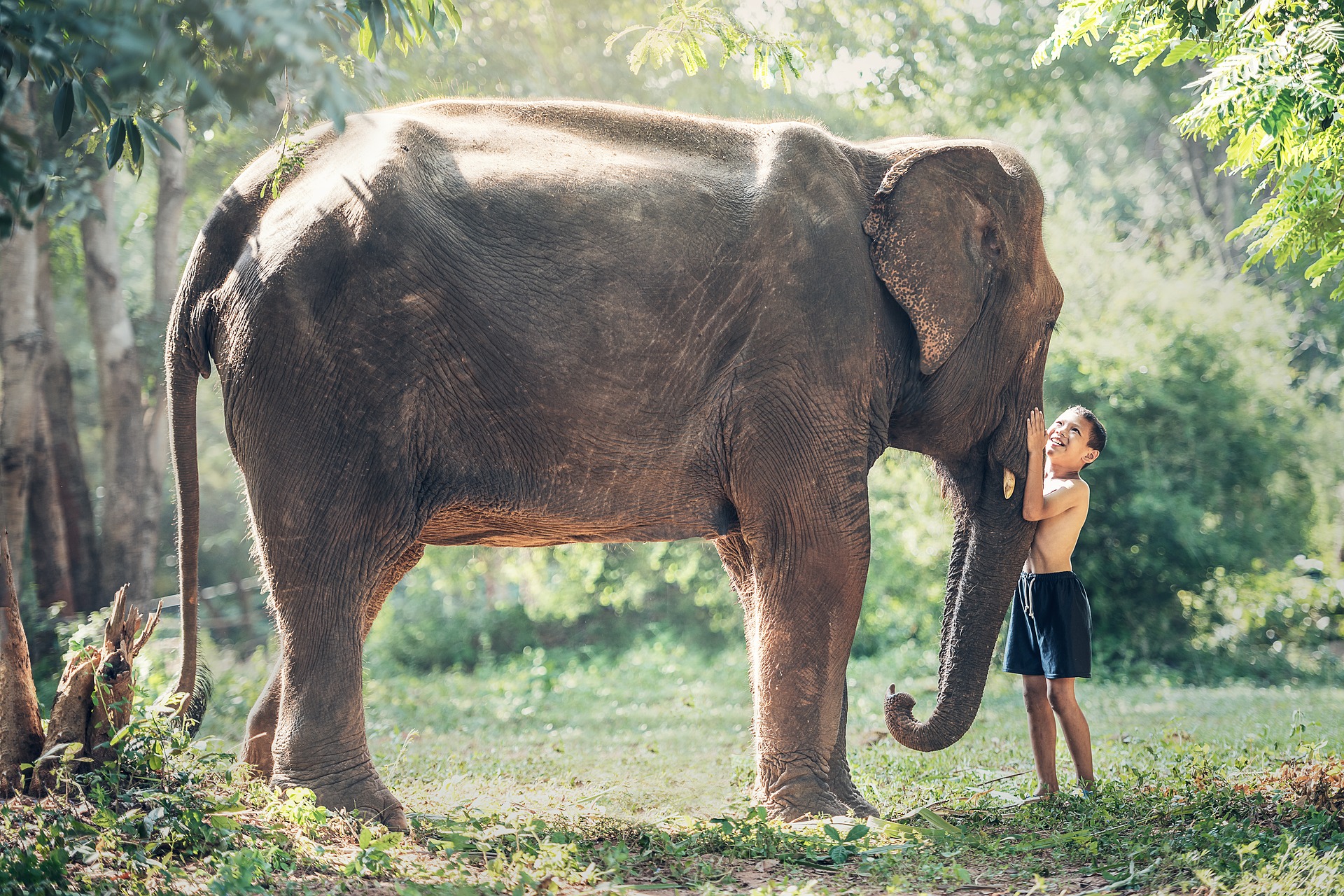 Elephant and young boy