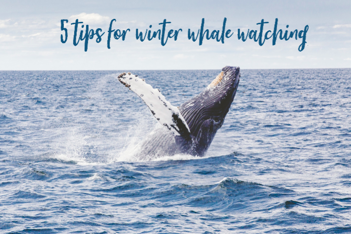 Humpback whale in ocean