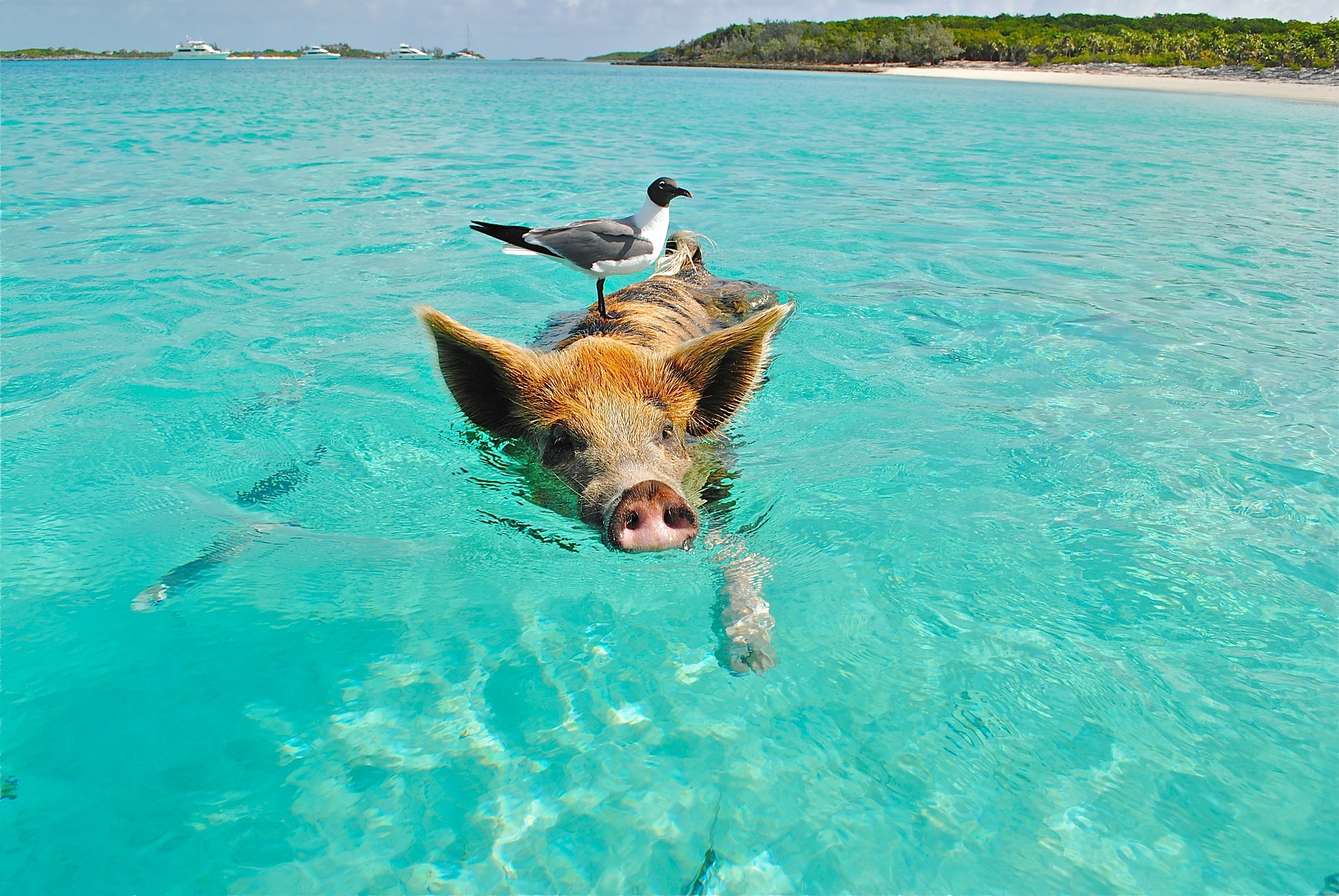 Swimming pig in the Caribbean