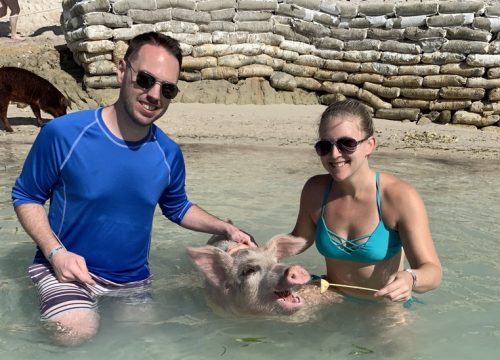 Pigs in Caribbean