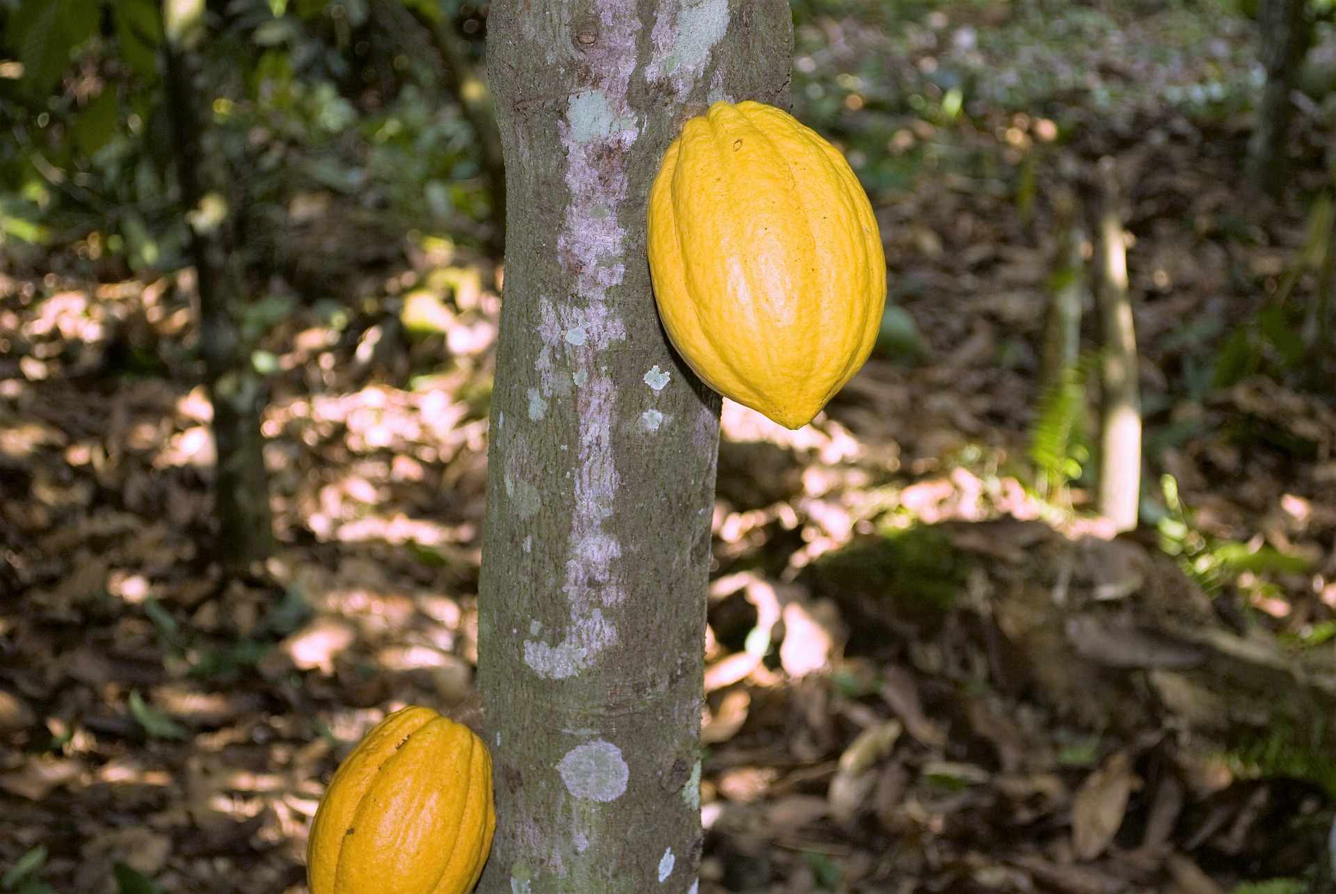 Cacao pod