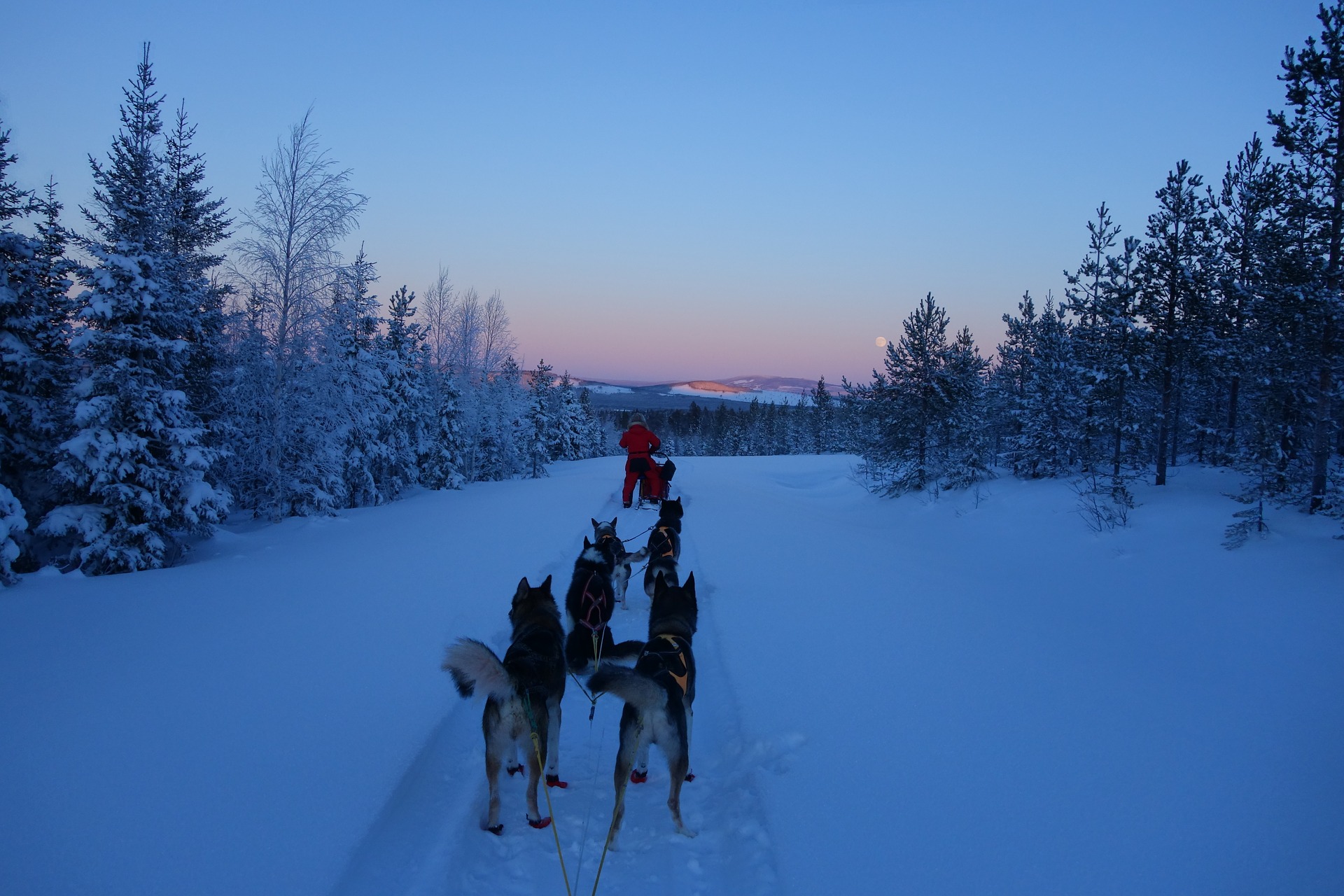 Dog sledding