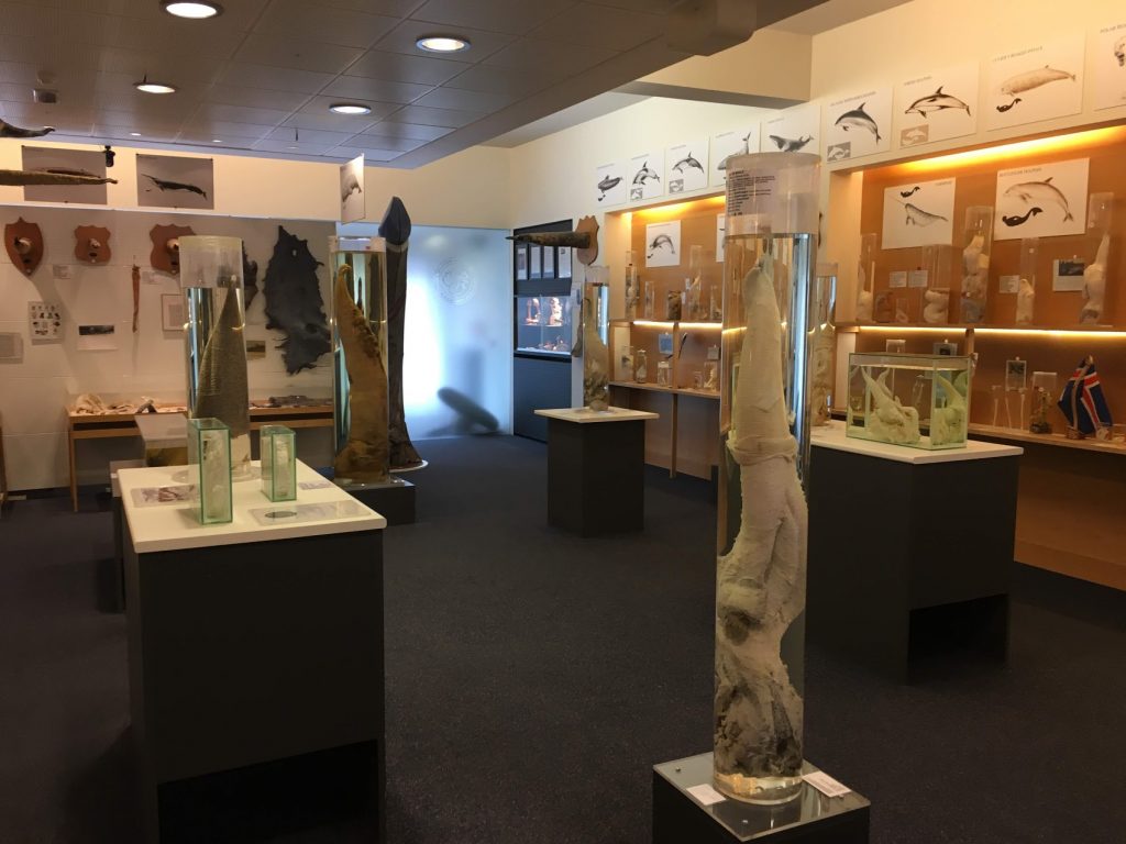 Icelandic Phallological Museum