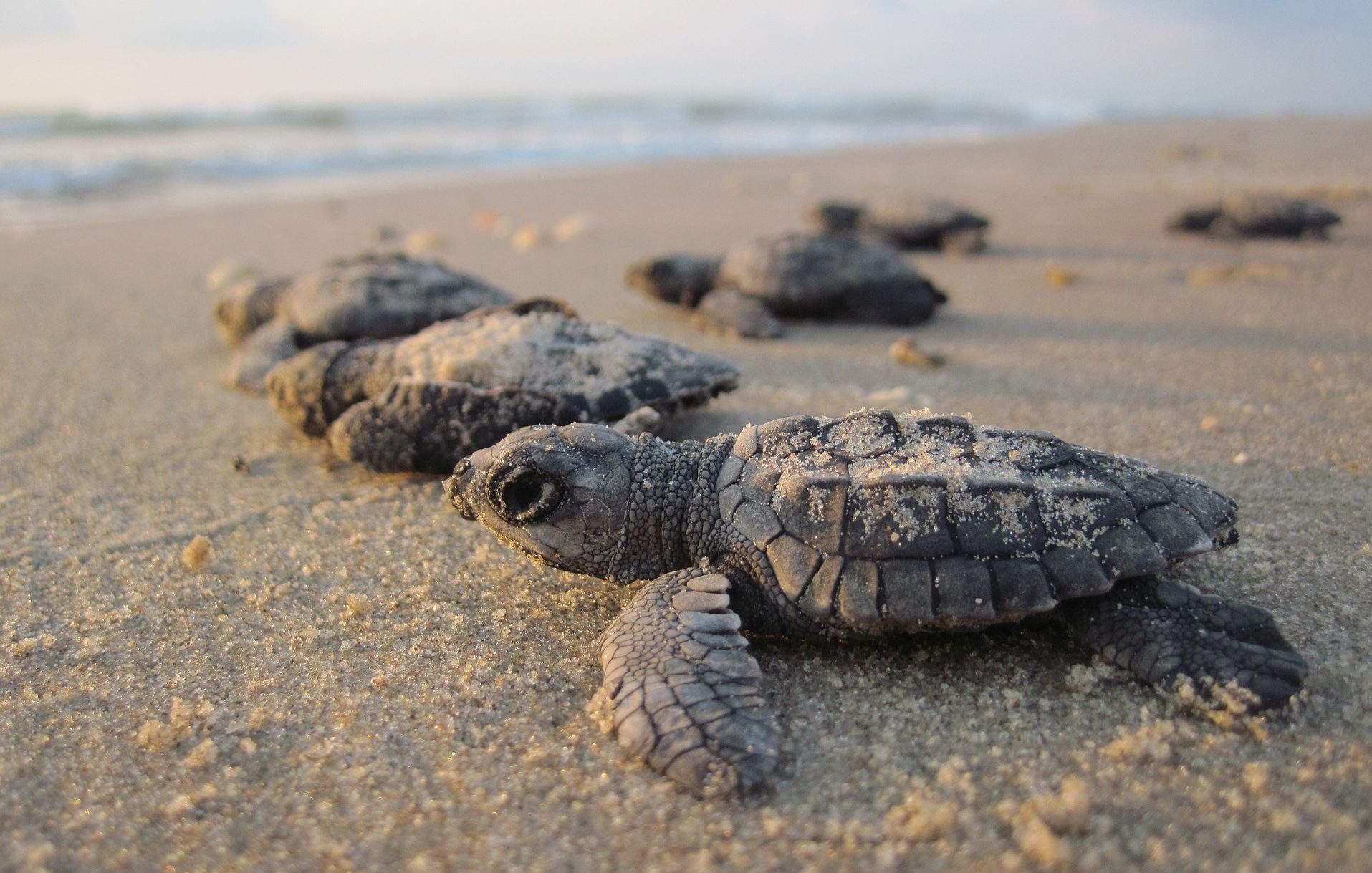 Baby sea turtles on the beach