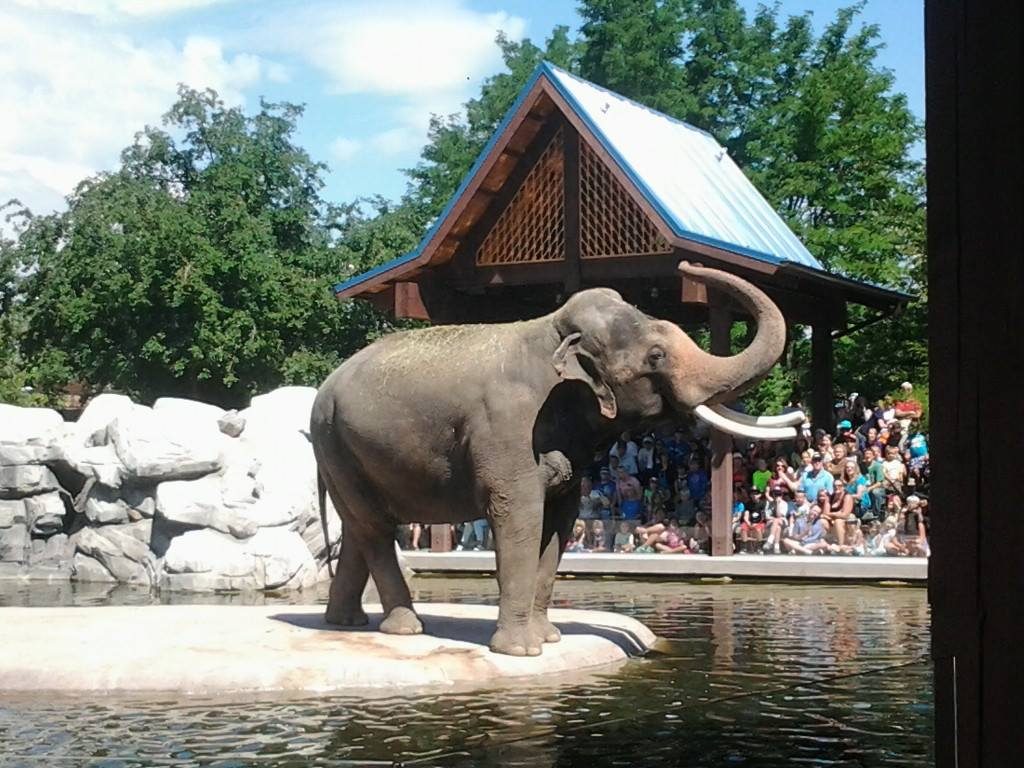 Elephant at Denver Zoo