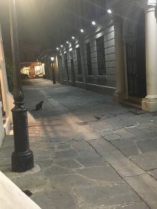 Cat in Jackson Square