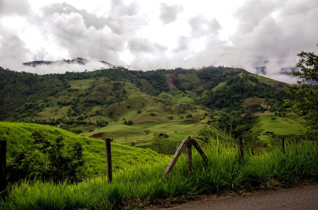 Colombia coffee field
