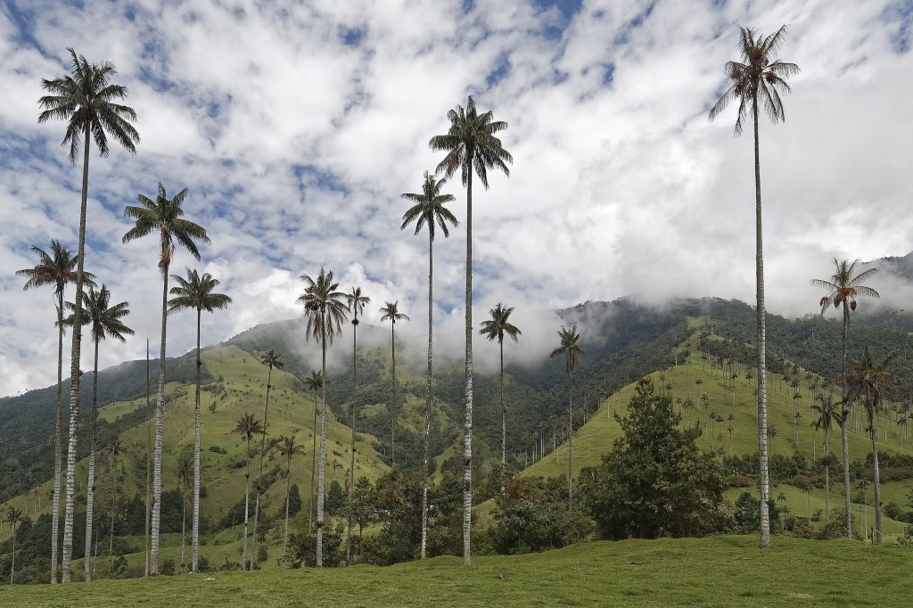 Colombia palm trees