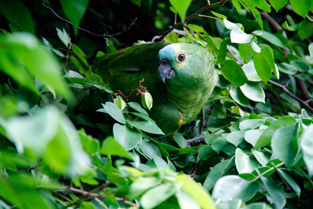 Tropical bird