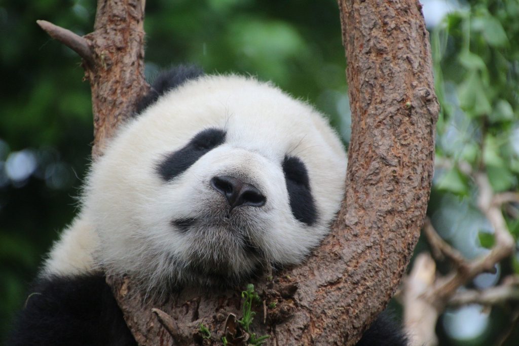 panda asleep