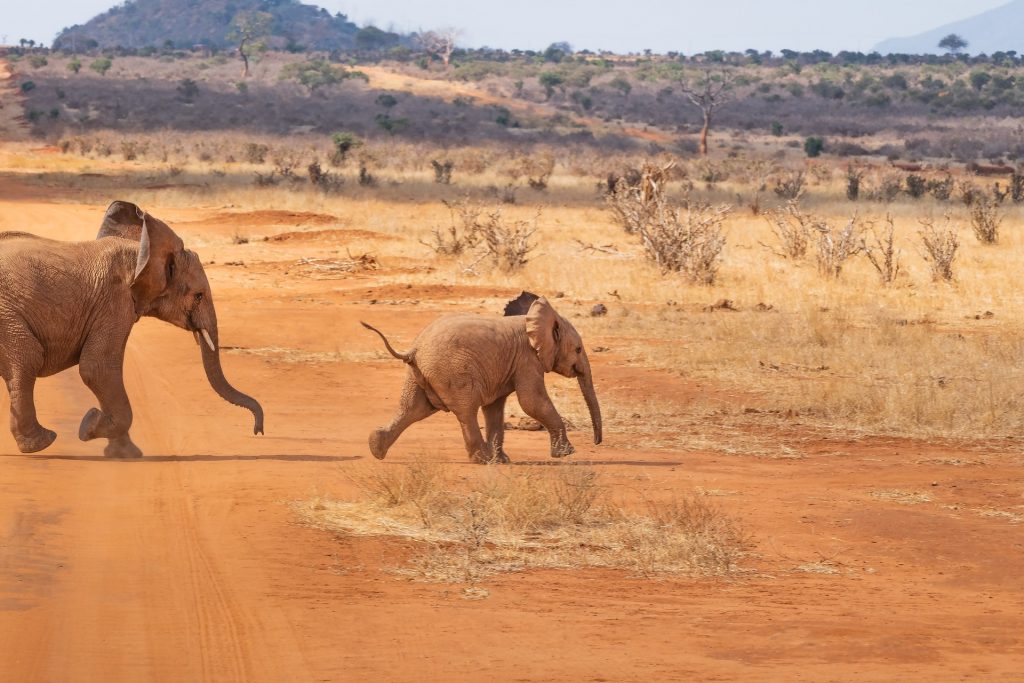 Baby elephant in Africa