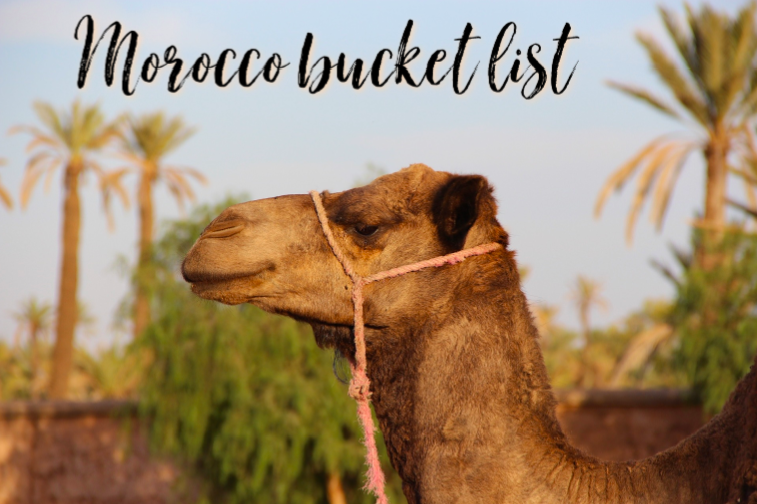 Camel in Morocco