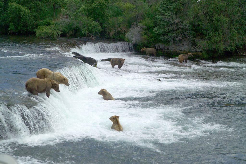 Brown bears in Alaska