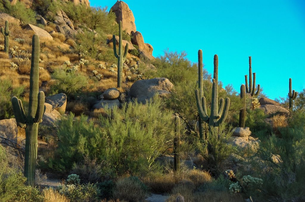 Cacti in the desert