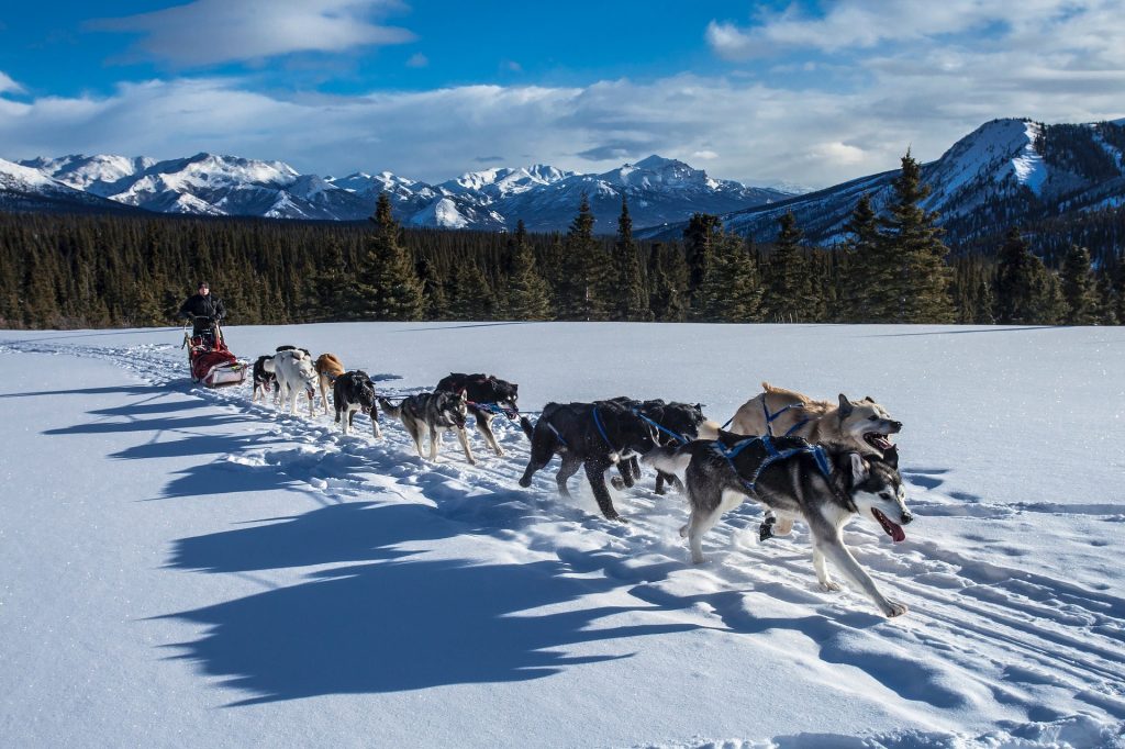 Dog sledding in Alaska