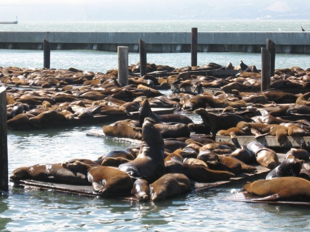 Pier 39 sea lions