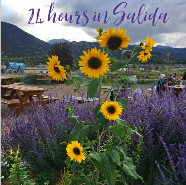 Salida sunflowers