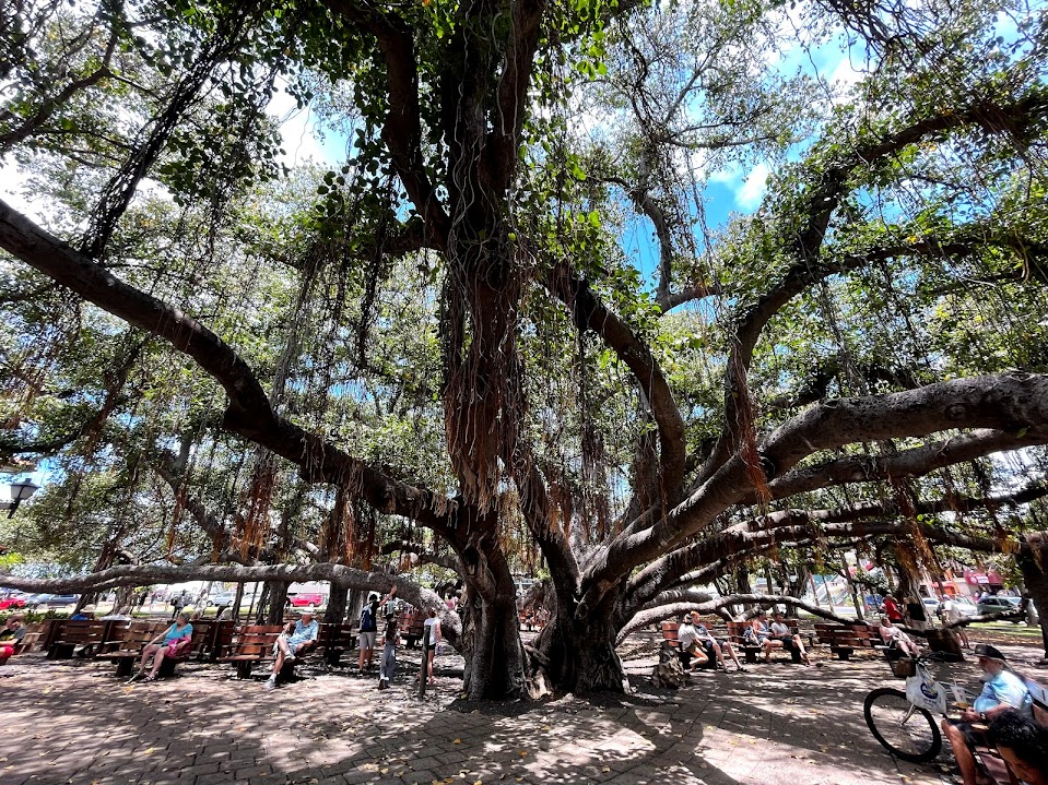 Banyan tree in Lahaina 