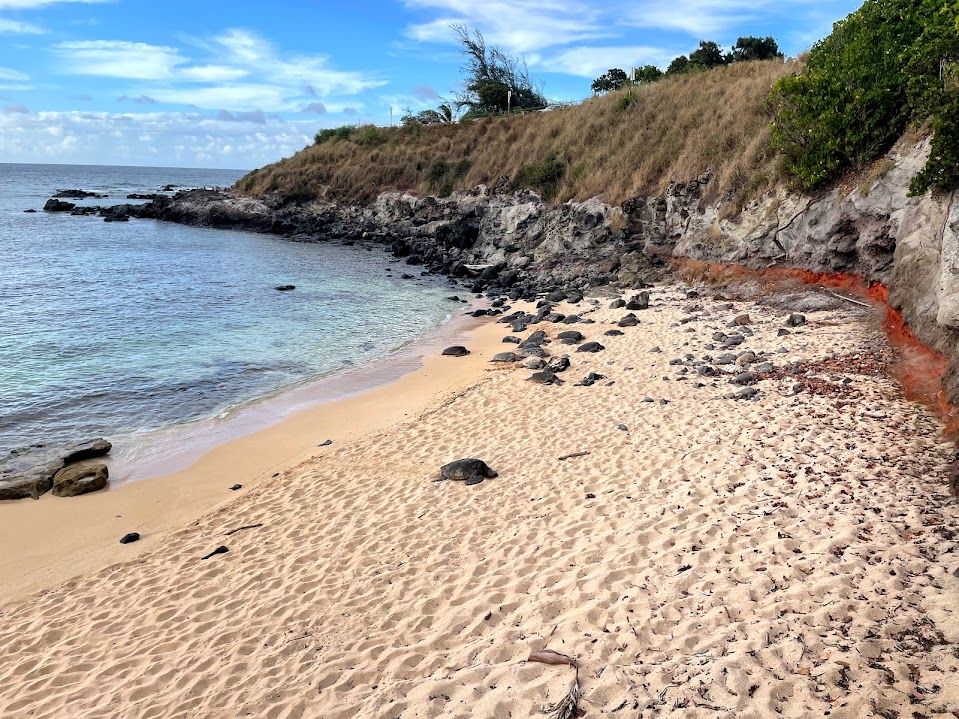 Turtles at Ho'okipa Beach